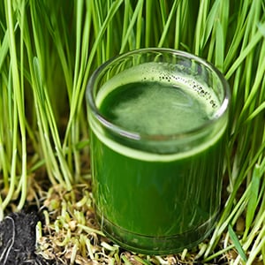 There are many health benefits of Chlorophyll such as helping control body order and hunger. A glass of a leafy green drink.