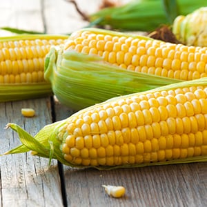 Studies show that GMO foods like corn can be toxic.