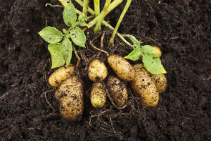 Image of GMO potatoes growing in soil.