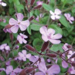 A Saponaria plant. Saponins are compounds commonly found in plants that has health benefits including immune system support.