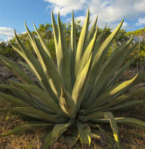 Is Agave Nectar Safe?