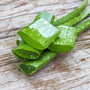 Aloe plant possesses the highest level of acemannan.