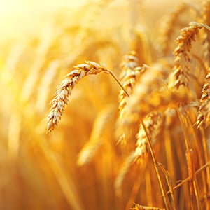 A grain of wheat. Grains like millet and quinoa are great alternative wheat.