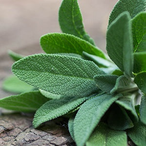 A sage plant. Sage and herbs like ginseng have been studied for their potentially beneficial effect on Alzheimer's disease.