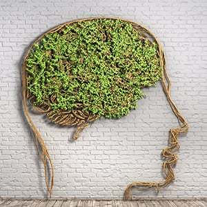 Green vines on a wall shaped like a human head. B-12 is good for memory and overall brain health.