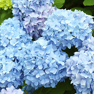 Several bunches of hydrangeas.