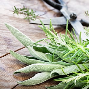 The jiaogulan herb is becoming increasingly well-known for supporting natural energy production and providing several additional wellness benefits.