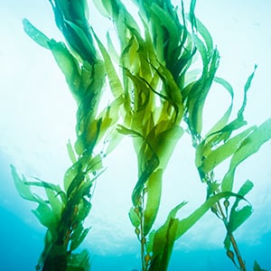 Kelp is part of the weight loss plan because it supports a healthy metabolism.