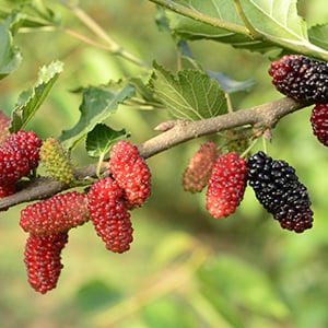 Antioxidants are one of many health benefits of mulberries.