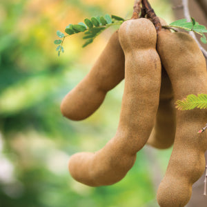 The tamarind fruit is considered a natural superfood and a traditional healer.