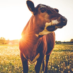 A cow is gazing. Bovine growth hormone is considered a GMO and it is banned in some countries.