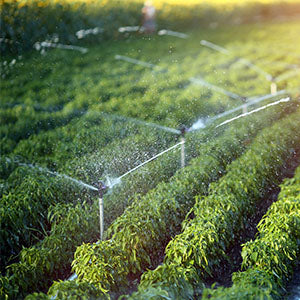 A field of crops being watered.