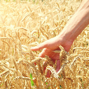 A field of wheat.