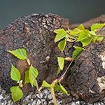 A Chaga mushroom on a birch tree. This amazing superfood is known to help support the immune system and fight free radicals.