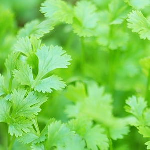 A cilantro plant. One of many health benefits of cilantro is its metal cleansing properties.