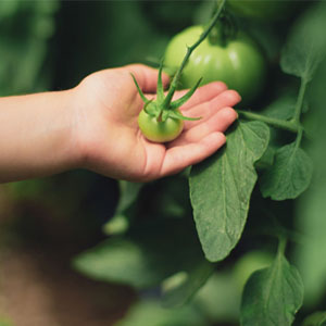 A woman shopping for tomatillos.