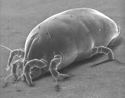 Dust Mites: A Microscopic Threat to Your Family's Health