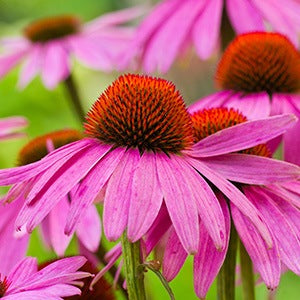 An echinacea plant. Get the benefits of echinacea from teas or supplements.