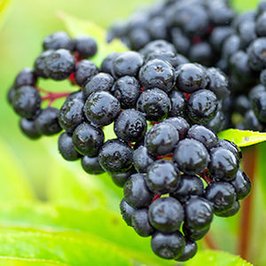 Natural elderberries in green setting.