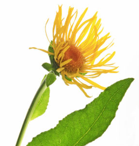 The Lung Cleansing Benefits of Elecampane