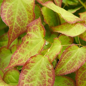 Epimedium helps promote graceful aging for women.