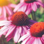 A field of flowers. Taking vitamin C, turmeric, exercising, and laughter are great natural ways to fight a cold.