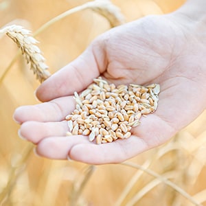 Wheat is one of many healthy foods that can cause inflammation.