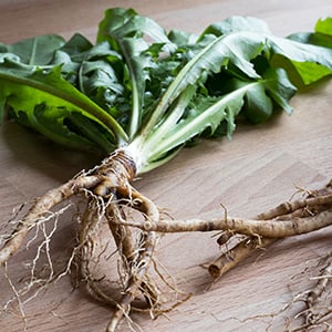 Dandelion root is a great natural remedy for gallbladder problems.