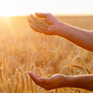 A man holding wheat grains.