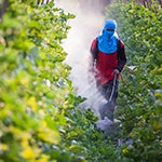 A gentleman’s face is covered by a scarf is spreading toxic herbicides on the field called Glyphosate. It's common pesticide.