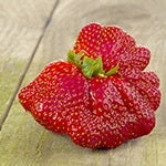 This unusual strawberry is a genetically modified food. Learn how our government went from GMO labeling to GMO propaganda in just 2 months.