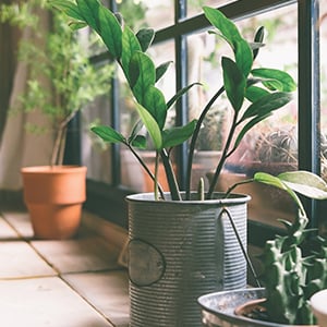 A room full of plants. Using energy efficient lighting is great for going green.