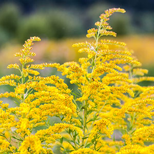 Goldenrod can help flush the system.