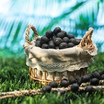 A bucket full of organic acai berries. This antioxidant-rich fruit has been known as a healing and immune-stimulating fruit.