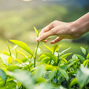 Avena sativa is one of the best herbs for women's health.