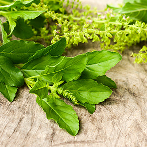 Holy Basil: Top 12 Amazing Health Benefits of Tulsi