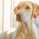 A golden labrador retriever. Hypothyroidism in dogs occurs when the thyroid gland does not produce enough thyroid hormone.