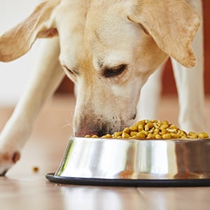 Iodine deficiency in dogs can lead to hypothyroidism and other health concerns.