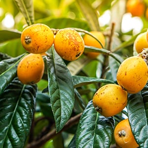 The loquat leaf helps promote normal blood sugar and liver support.