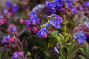 lungwort