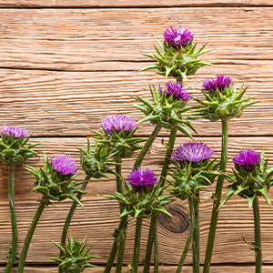 Several milk thistle plants.