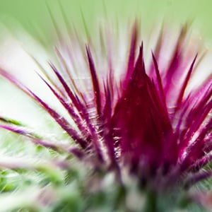 The benefits of milk thistle come from an antioxidant called silymarin.