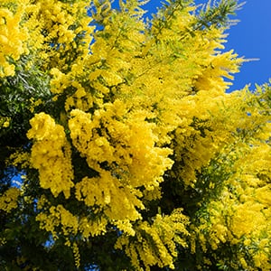 Mimosa is full of vital micronutrients like iron and manganese that can help boost the immune system.