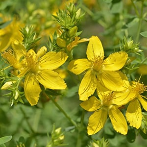 People use St. John's Wort herb to help with moods swings.