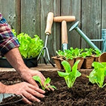 Having your own organic garden enables you to eat the freshest fruits, herbs, and vegetables.