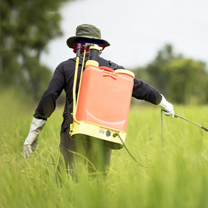 A man spraying plants with pesticides.