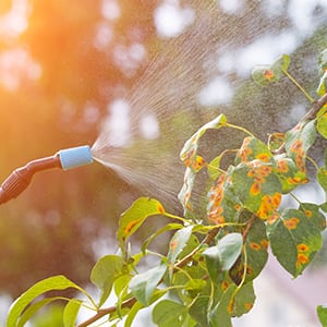 An individual is spreading pesticides on the plants.