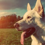 A dog looking onto a field. Pet allergies are pretty common to occur in homes and also in places where pets do not live.