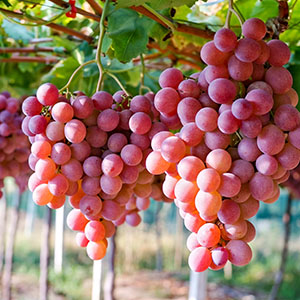 Resveratrol is commonly found in grapes and help support healthy blood pressure.