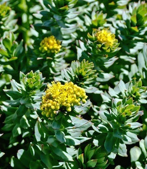 Rhodiola Rosea is the source of Salidroside